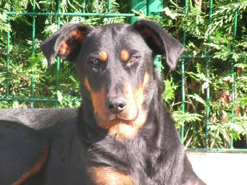 CH. Ealtess De l'amouraudiere